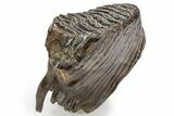 Fossil Woolly Mammoth Lower M Molar - Siberia #238753-3